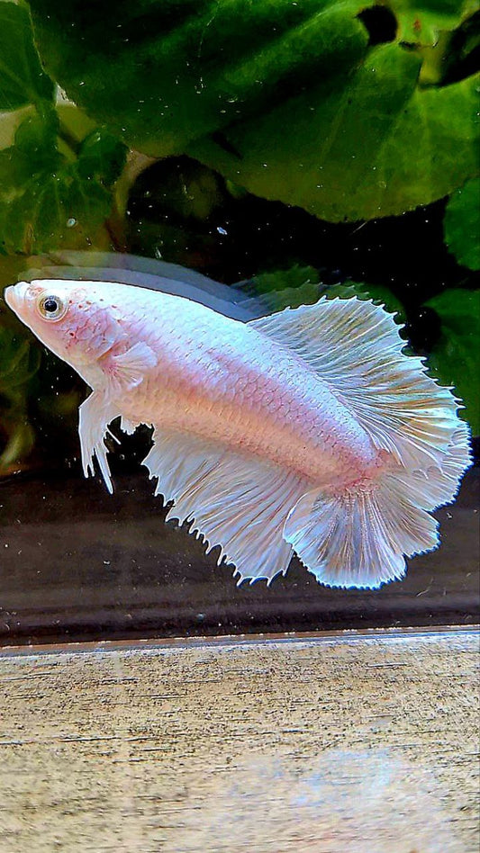 FEMALE HALFMOON DOUBLE TAIL BIG EAR WHITE PLATINUM BETTA FISH