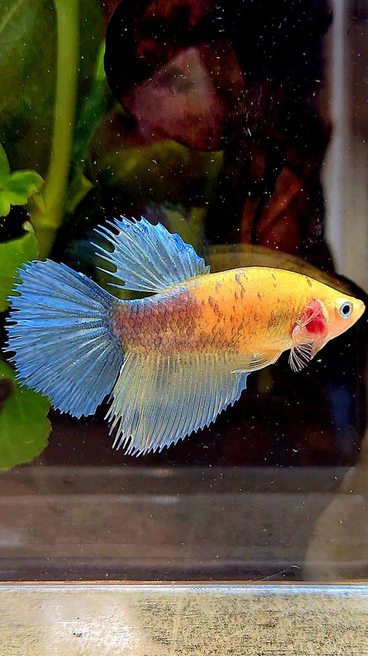 FEMALE HALFSUN CROWNTAIL YELLOW COPPER BETTA FISH