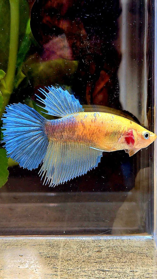 FEMALE HALFSUN CROWNTAIL YELLOW COPPER BETTA FISH