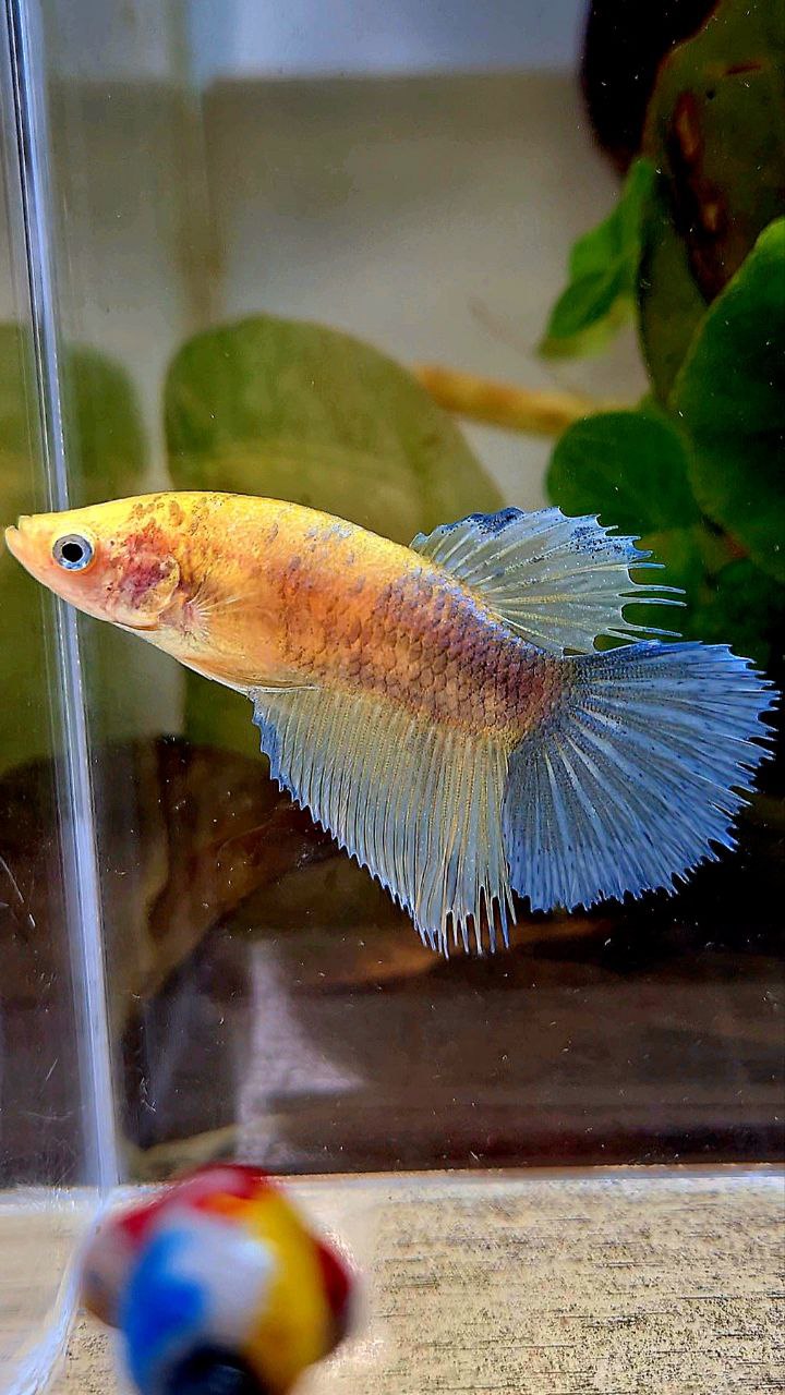 FEMALE HALFSUN CROWNTAIL YELLOW COPPER BETTA FISH