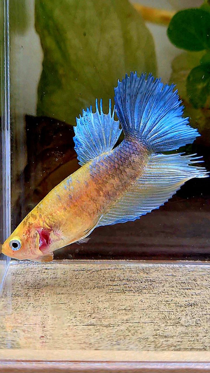 FEMALE HALFSUN CROWNTAIL YELLOW COPPER BETTA FISH