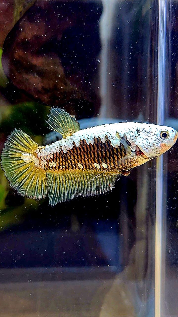 FEMALE PLAKAT YELLOW SAMURAI SNOW MAMBA BETTA FISH