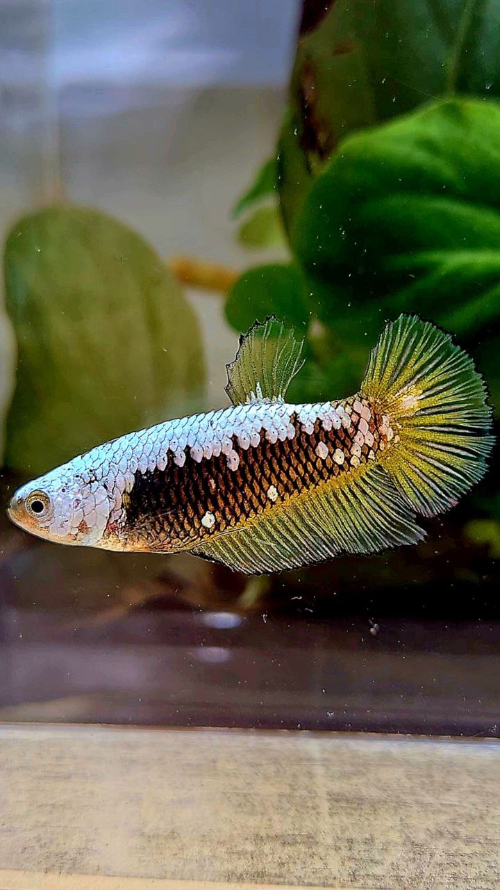 FEMALE PLAKAT YELLOW SAMURAI SNOW MAMBA BETTA FISH