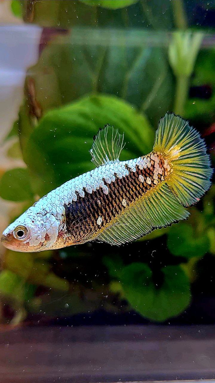 FEMALE PLAKAT YELLOW SAMURAI SNOW MAMBA BETTA FISH