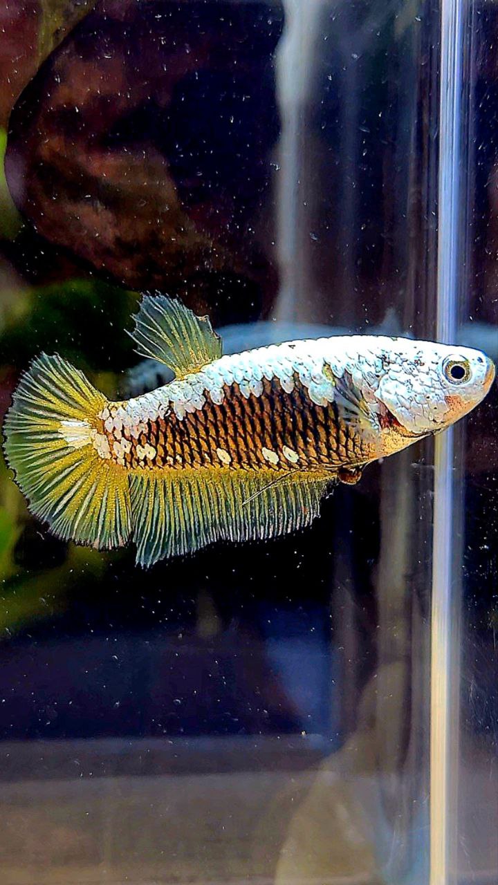 FEMALE PLAKAT YELLOW SAMURAI SNOW MAMBA BETTA FISH