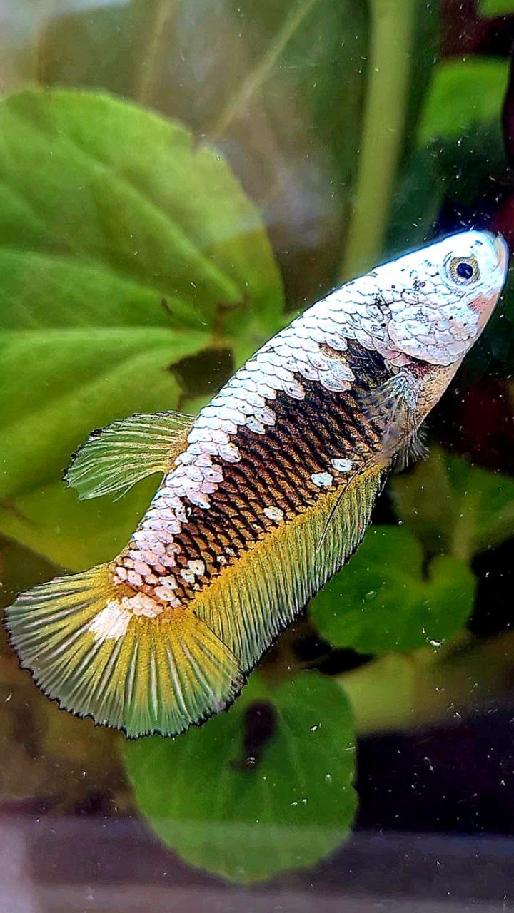 FEMALE PLAKAT YELLOW SAMURAI SNOW MAMBA BETTA FISH