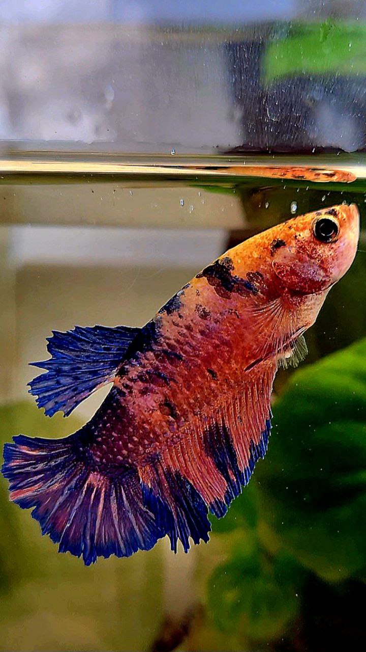 FEMALE PLAKAT PINK FLAMINGGO BLUE MARBLE BETTA FISH