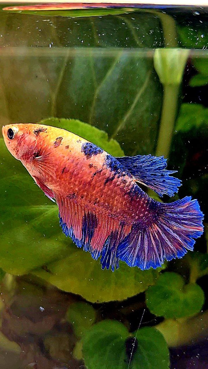 FEMALE PLAKAT PINK FLAMINGGO BLUE MARBLE BETTA FISH