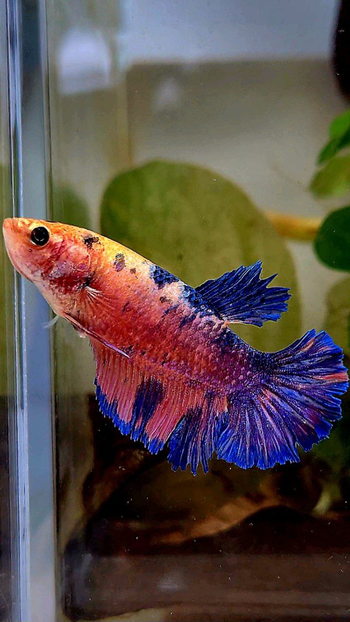 FEMALE PLAKAT PINK FLAMINGGO BLUE MARBLE BETTA FISH