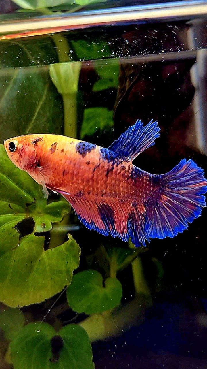 FEMALE PLAKAT PINK FLAMINGGO BLUE MARBLE BETTA FISH