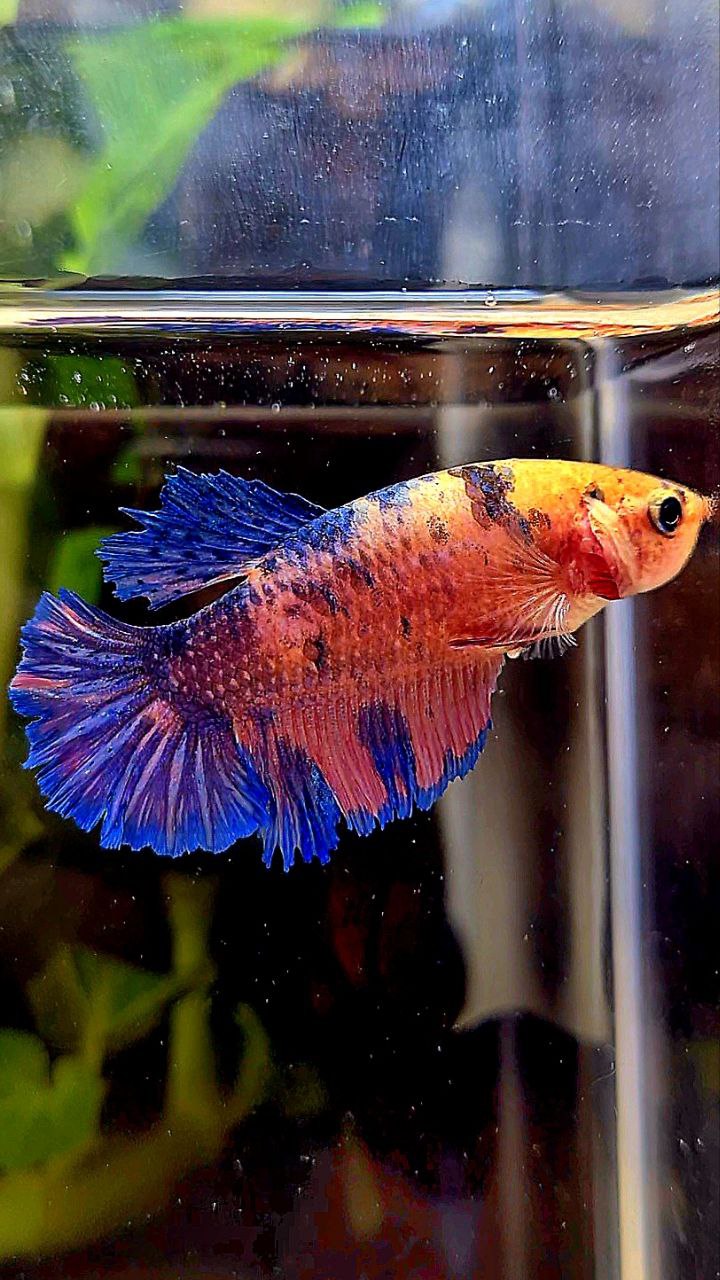FEMALE PLAKAT PINK FLAMINGGO BLUE MARBLE BETTA FISH