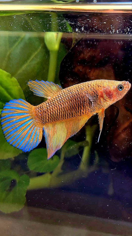 FEMALE VEILTAIL YELLOW PINEAPPLE FANCY PATTERN BETTA FISH