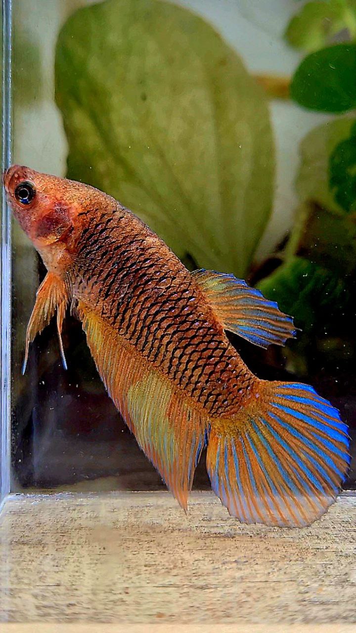 FEMALE VEILTAIL YELLOW PINEAPPLE FANCY PATTERN BETTA FISH