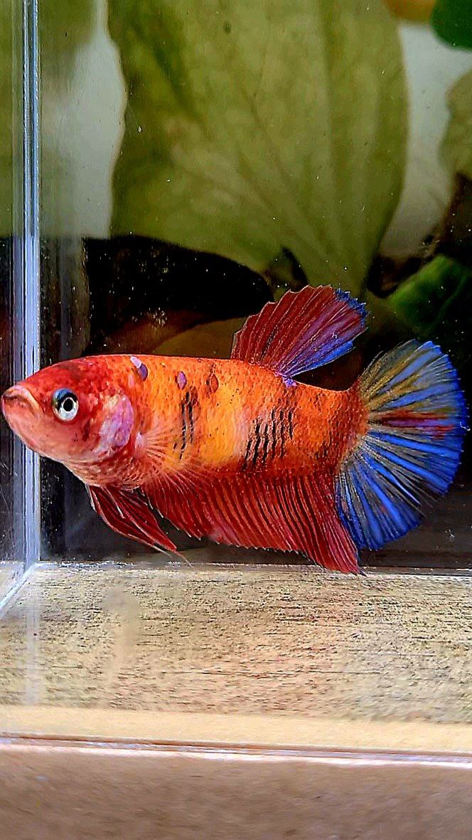 FEMALE PLAKAT BOLD KOI MULTICOLOR ORANGE RED BETTA FISH