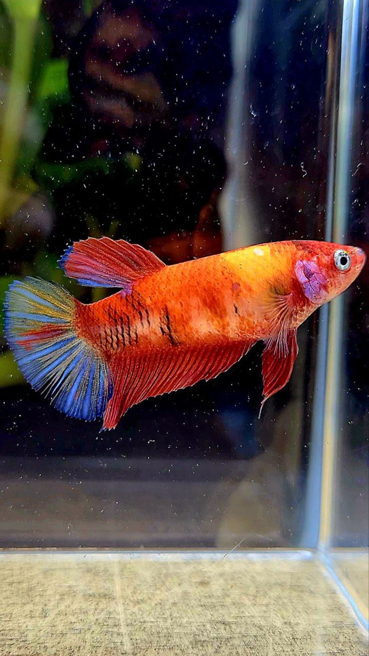 FEMALE PLAKAT BOLD KOI MULTICOLOR ORANGE RED BETTA FISH