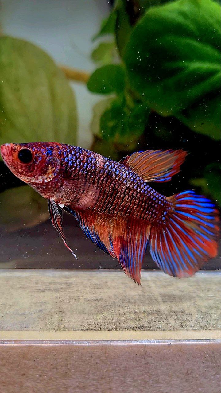 FEMALE VEILTAIL METTALIC DARK FANCY MULTICOLOR BETTA FISH