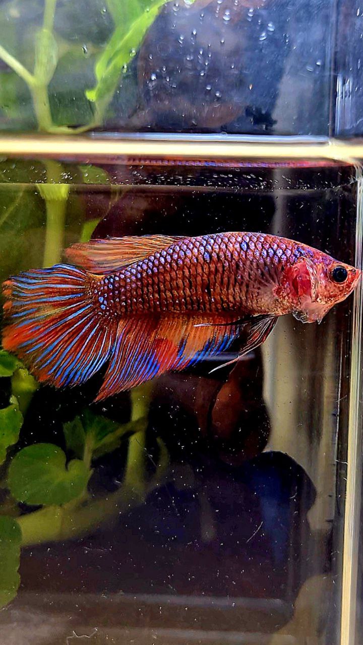 FEMALE VEILTAIL METTALIC DARK FANCY MULTICOLOR BETTA FISH