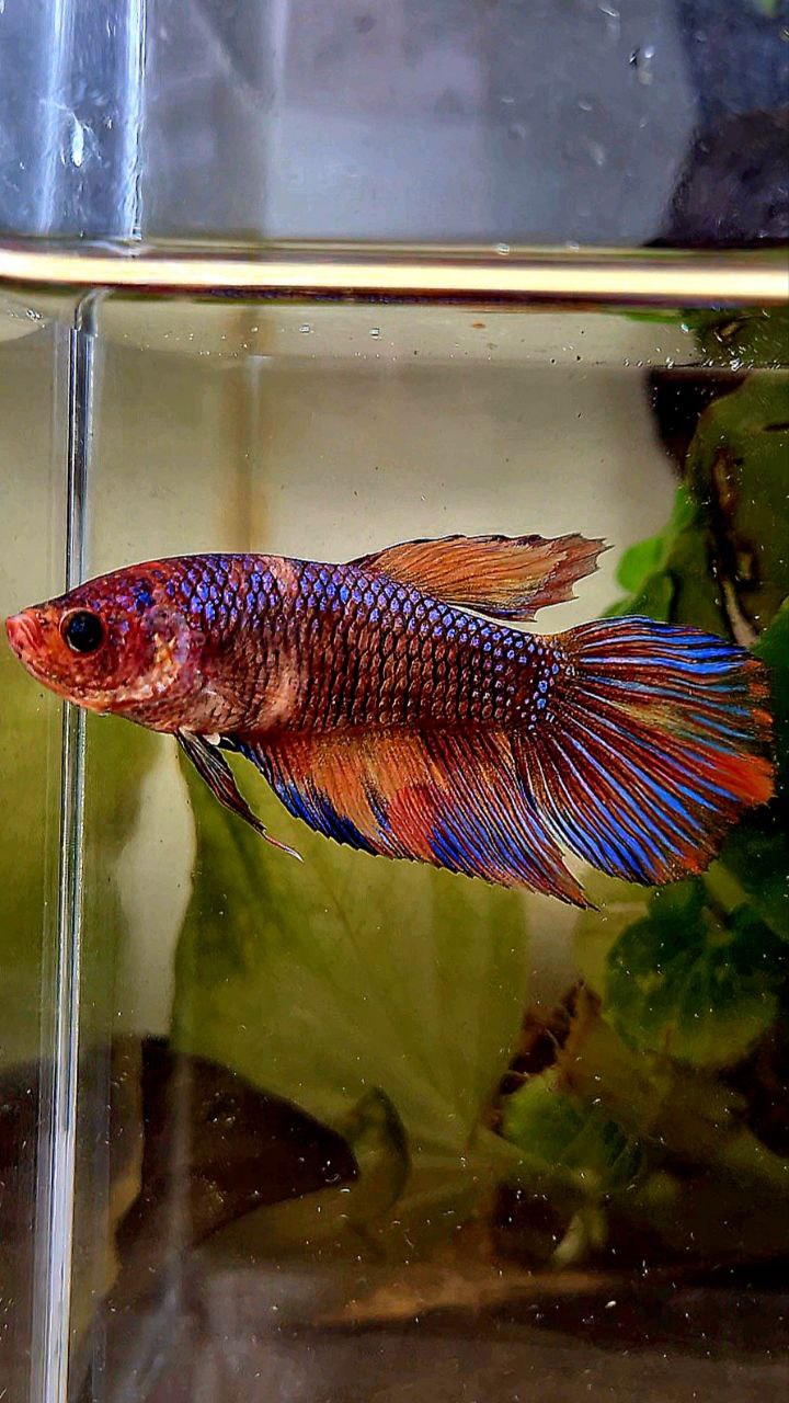 FEMALE VEILTAIL METTALIC DARK FANCY MULTICOLOR BETTA FISH