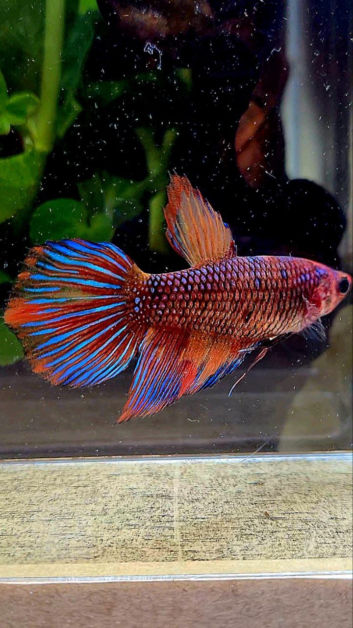 FEMALE VEILTAIL METTALIC DARK FANCY MULTICOLOR BETTA FISH