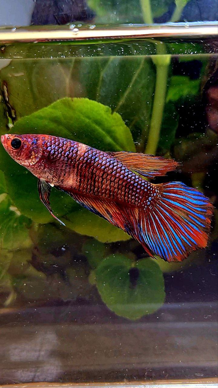 FEMALE VEILTAIL METTALIC DARK FANCY MULTICOLOR BETTA FISH