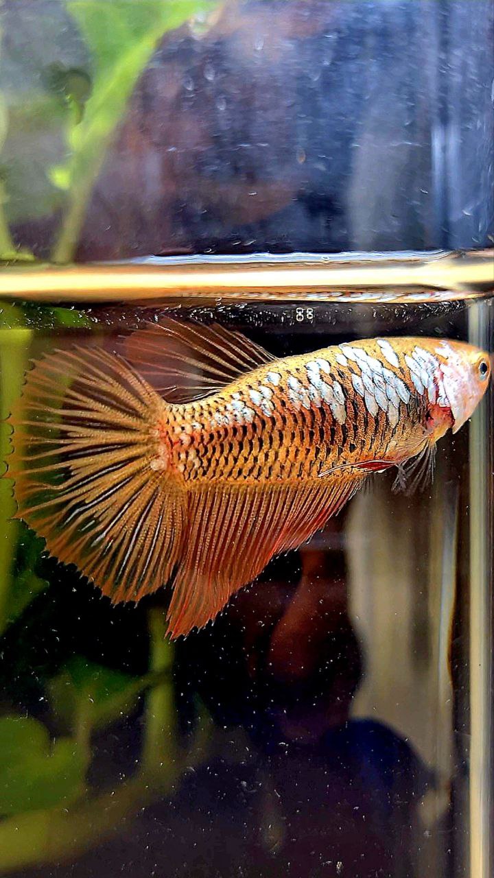 FEMALE HALFMOON RED SAMURAI BETTA FISH