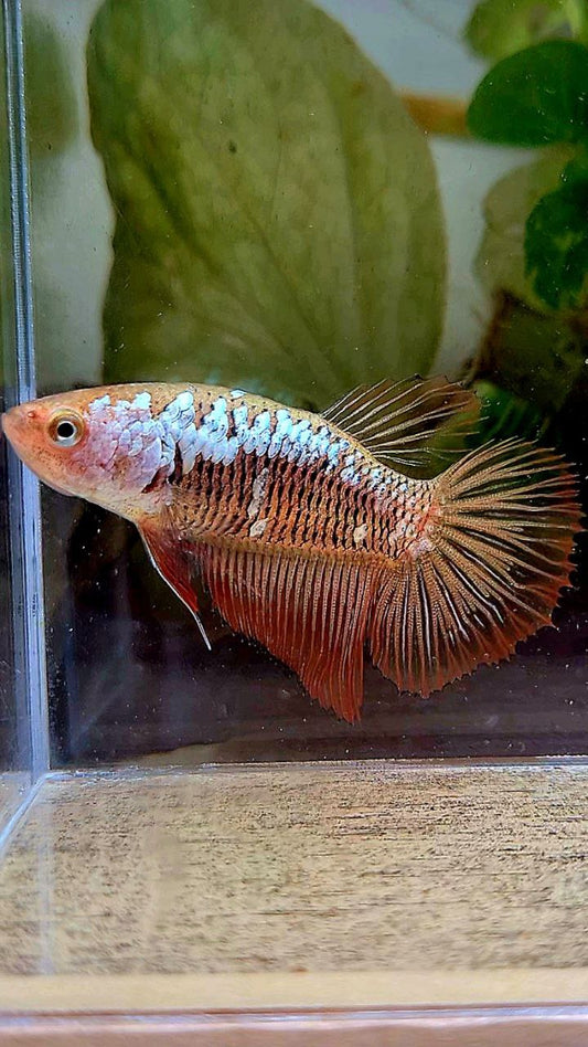 FEMALE HALFMOON RED SAMURAI BETTA FISH