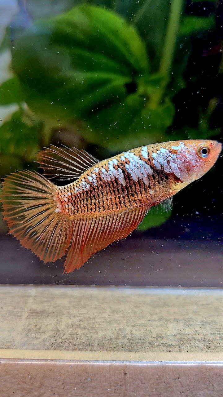 FEMALE HALFMOON RED SAMURAI BETTA FISH
