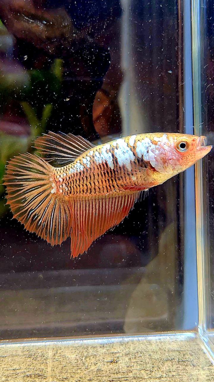 Samural Fish FEMALE HALFMOON RED SAMURAI BETTA FISH – Rare Betta Fish Store