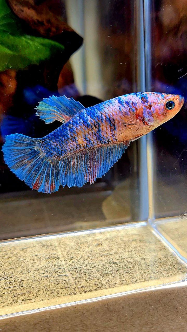 FEMALE HALFMOON BLUE FANCY BETTA FISH