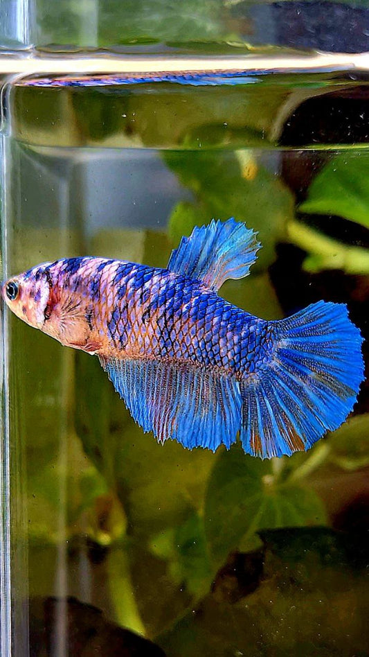 FEMALE HALFMOON BLUE FANCY BETTA FISH