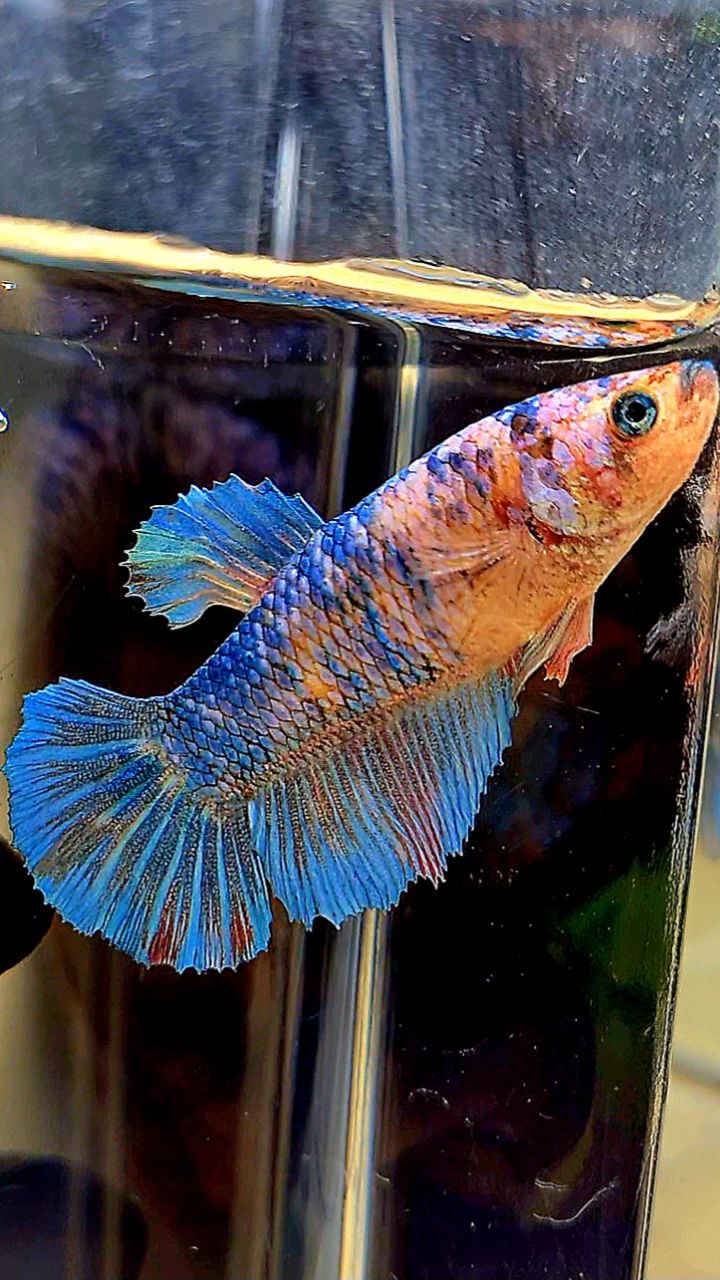 FEMALE HALFMOON BLUE FANCY BETTA FISH