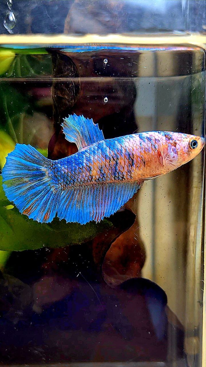 FEMALE HALFMOON BLUE FANCY BETTA FISH