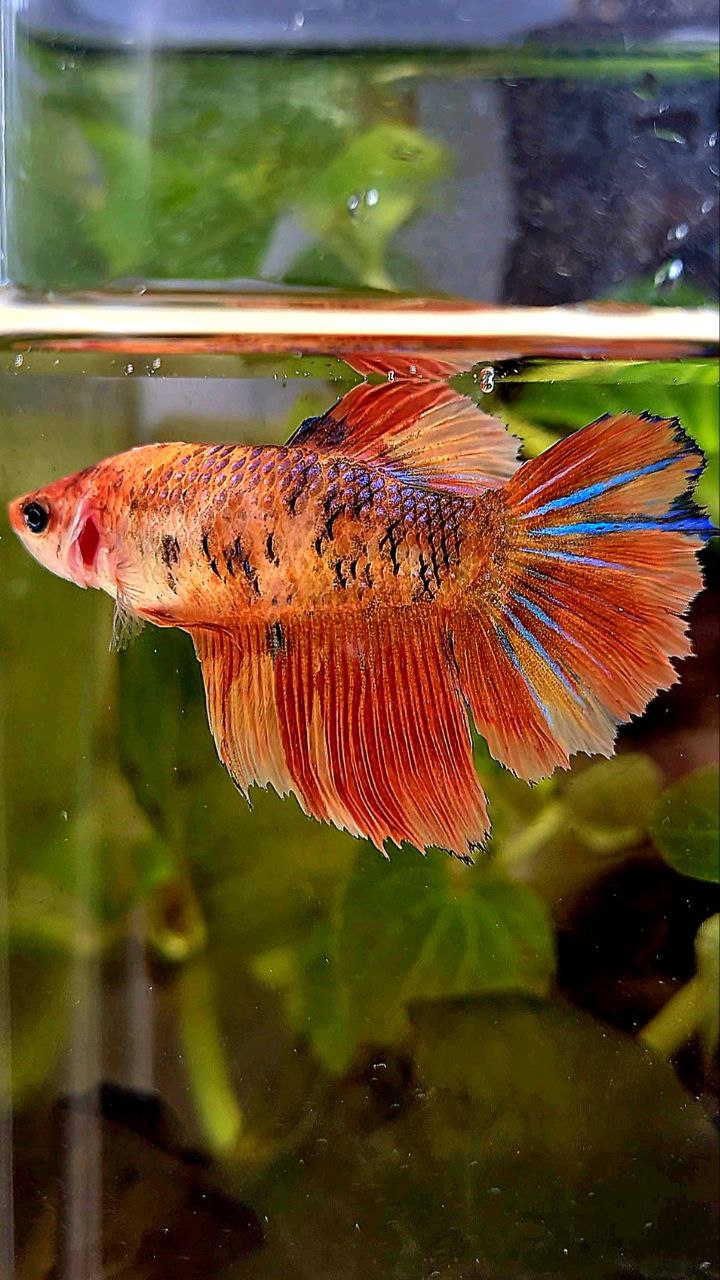 FEMALE HALFMOON ROSETAIL ORANGE KOI MULTICOLOR BETTA FISH