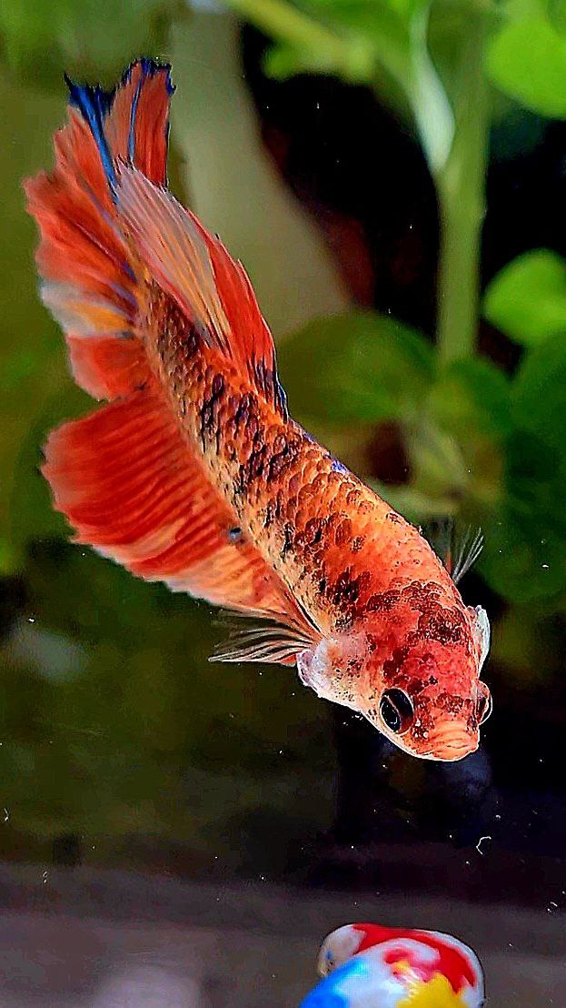 FEMALE HALFMOON ROSETAIL ORANGE KOI MULTICOLOR BETTA FISH