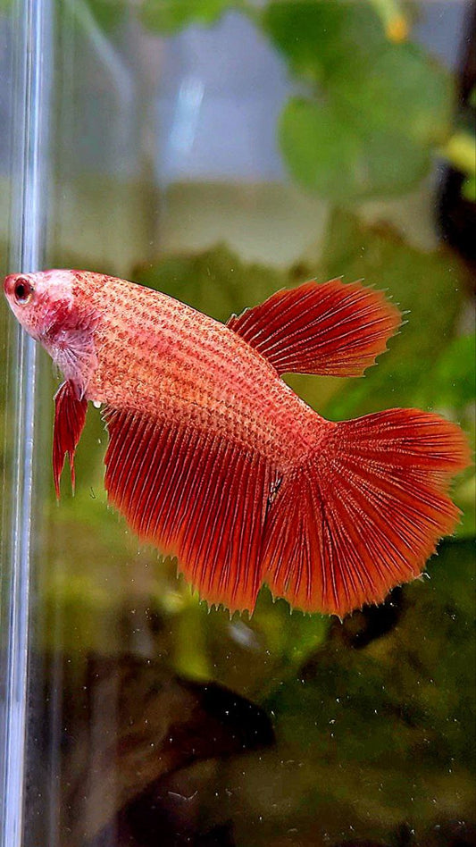 FEMALE HALFMOON SUPER RED BETTA FISH