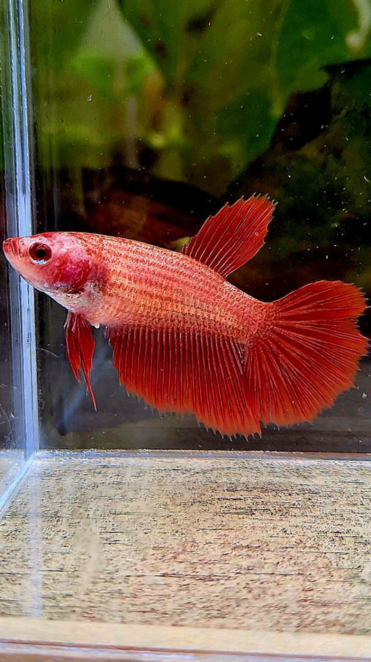 FEMALE HALFMOON SUPER RED BETTA FISH
