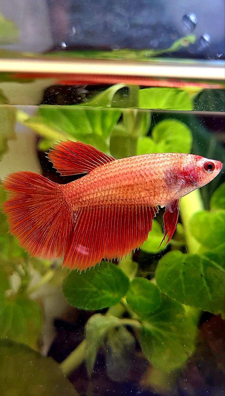 FEMALE HALFMOON SUPER RED BETTA FISH