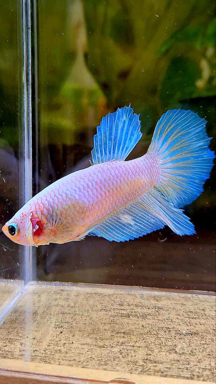 FEMALE HALFMOON WHITE OPAQUE BETTA FISH