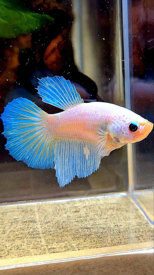 FEMALE HALFMOON WHITE OPAQUE BETTA FISH