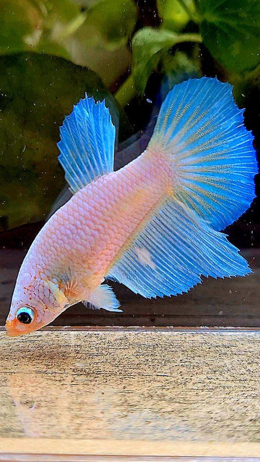 FEMALE HALFMOON WHITE OPAQUE BETTA FISH
