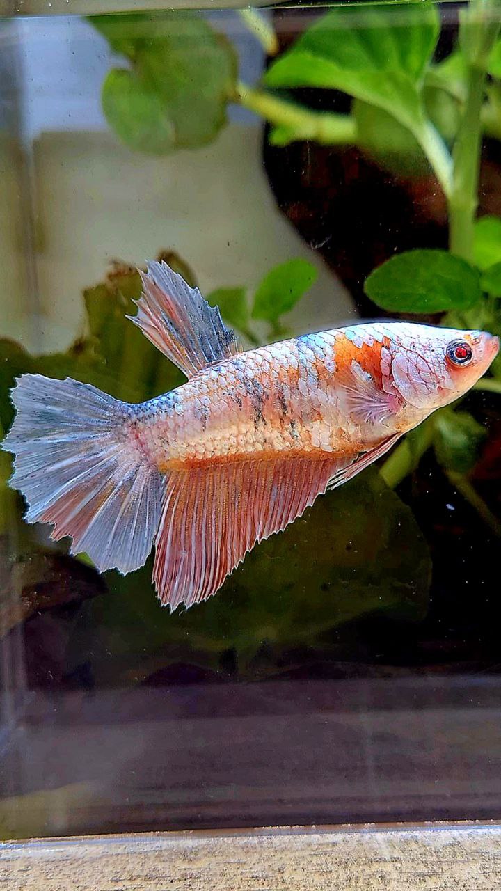 FEMALE HALFMOON RED FANCY COPPER BETTA FISH