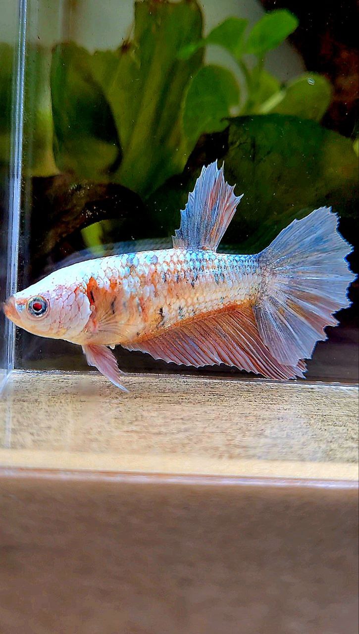 FEMALE HALFMOON RED FANCY COPPER BETTA FISH