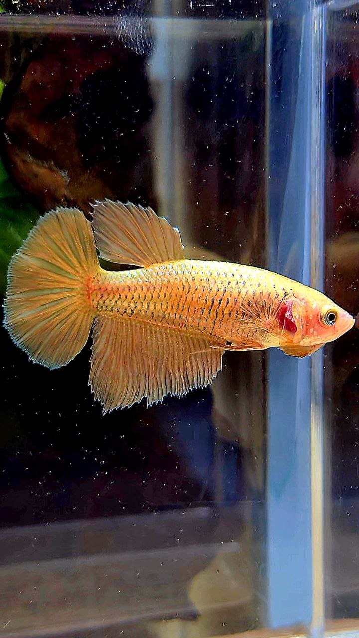 FEMALE HALFMOON SUPER GOLD BETTA FISH