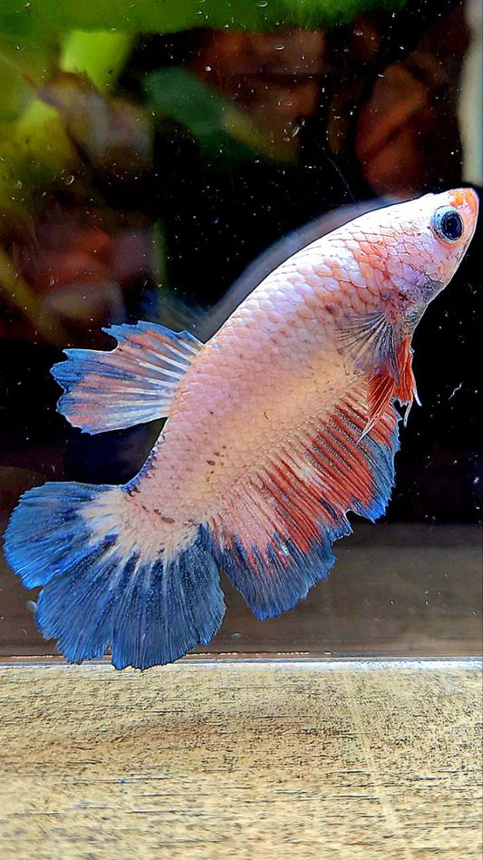 FEMALE HALFMOON FLAMINGGO BLUE BETTA FISH