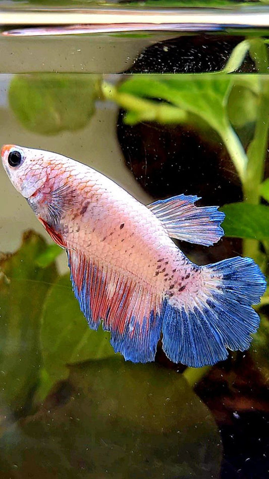 FEMALE HALFMOON FLAMINGGO BLUE BETTA FISH