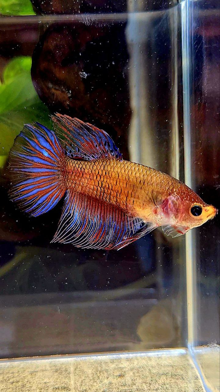 FEMALE HALFMOON DARK PURPLE FANCY BETTA FISH