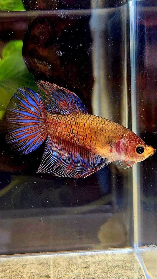 FEMALE HALFMOON DARK PURPLE FANCY BETTA FISH