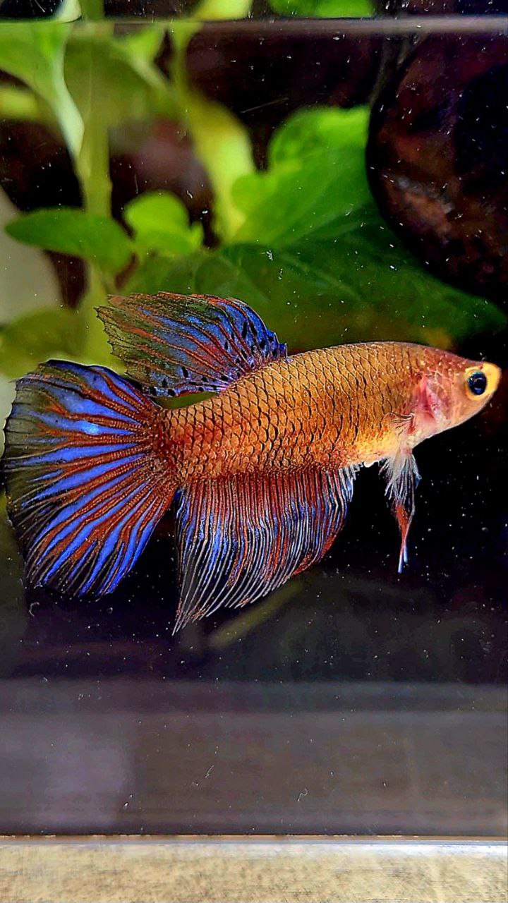 FEMALE HALFMOON DARK PURPLE FANCY BETTA FISH