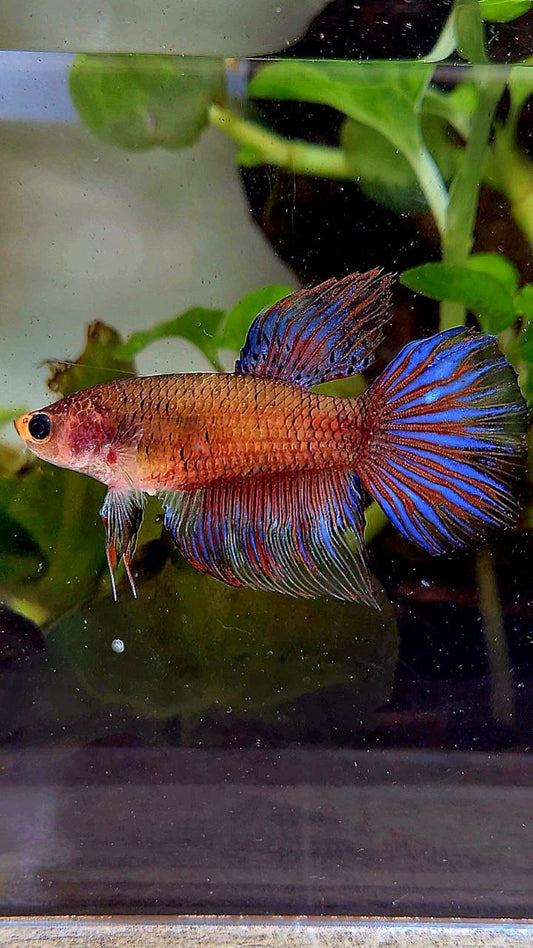 FEMALE HALFMOON DARK PURPLE FANCY BETTA FISH