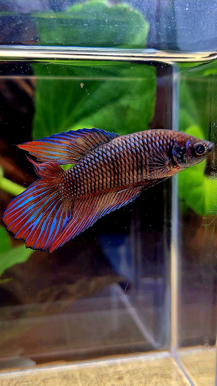 FEMALE VEILTAIL DOUBLE TAIL METTALIC DARK MUTLICOLOR BETTA FISH